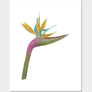 Bird of Paradise Posters and Art